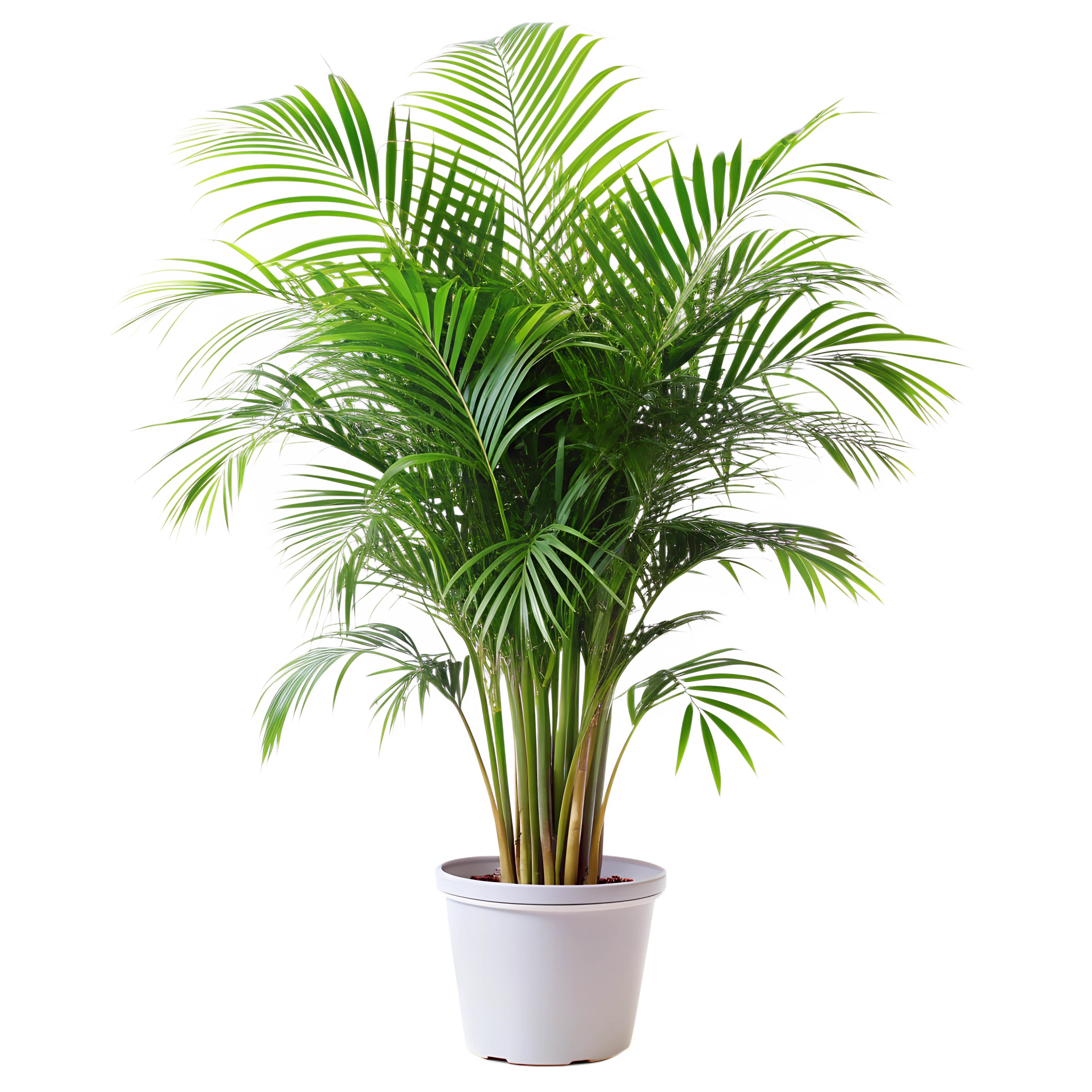 Plant png image from pngtree.com
