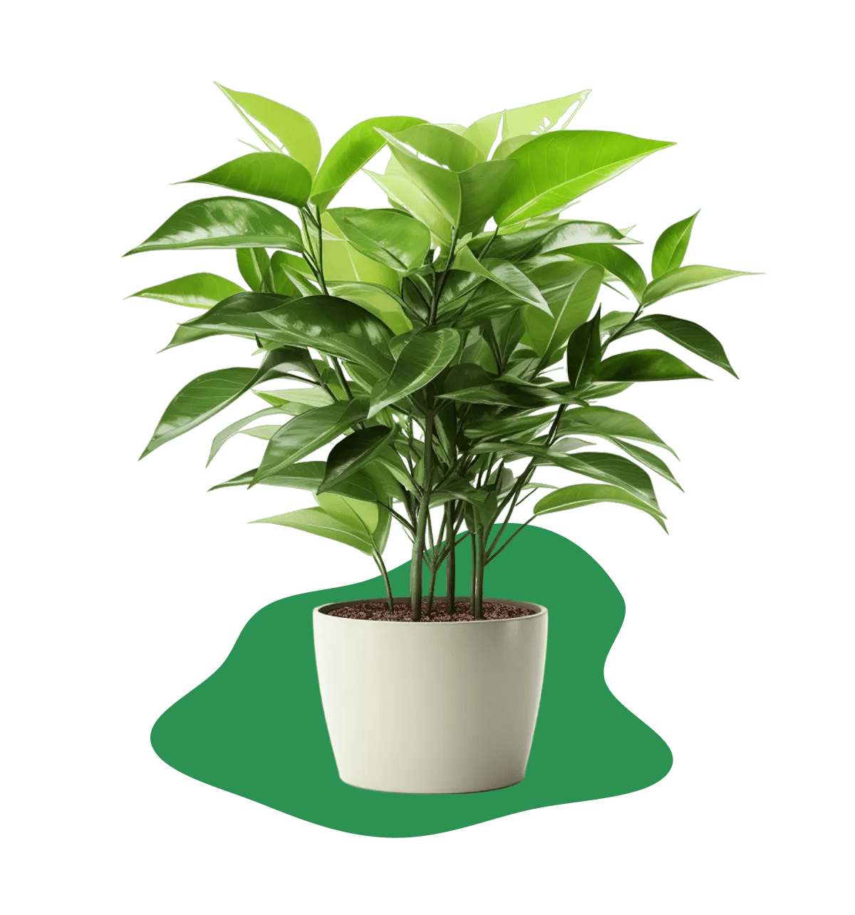 Plant 1