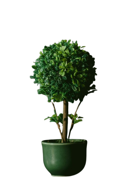 Plant Photo from Unsplash